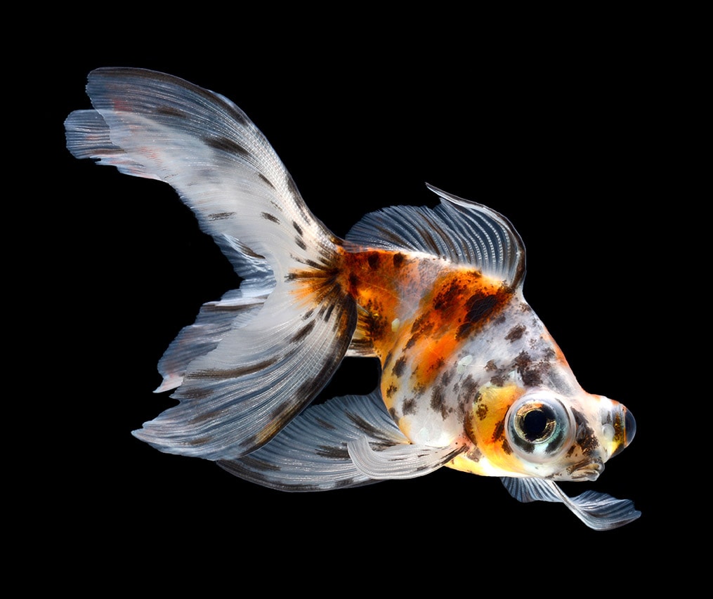 calico butterfly goldfish