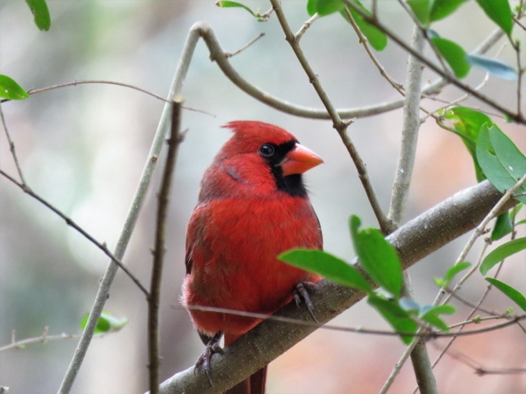 cardinals on tree_GeorgeB2_Pixabay