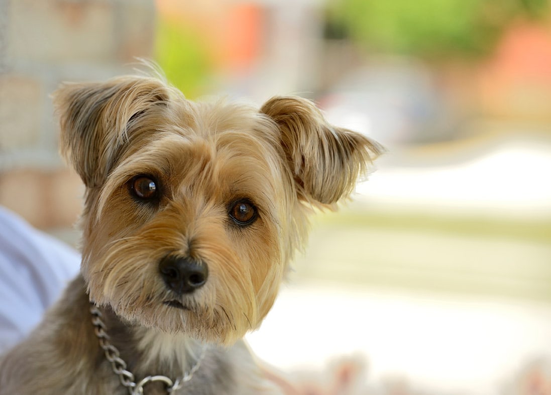 does a cairn terrier need a collar