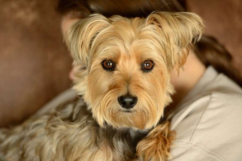 telefon ligning Intens 13 Cairn Terrier Mixes (With Pictures) | Pet Keen