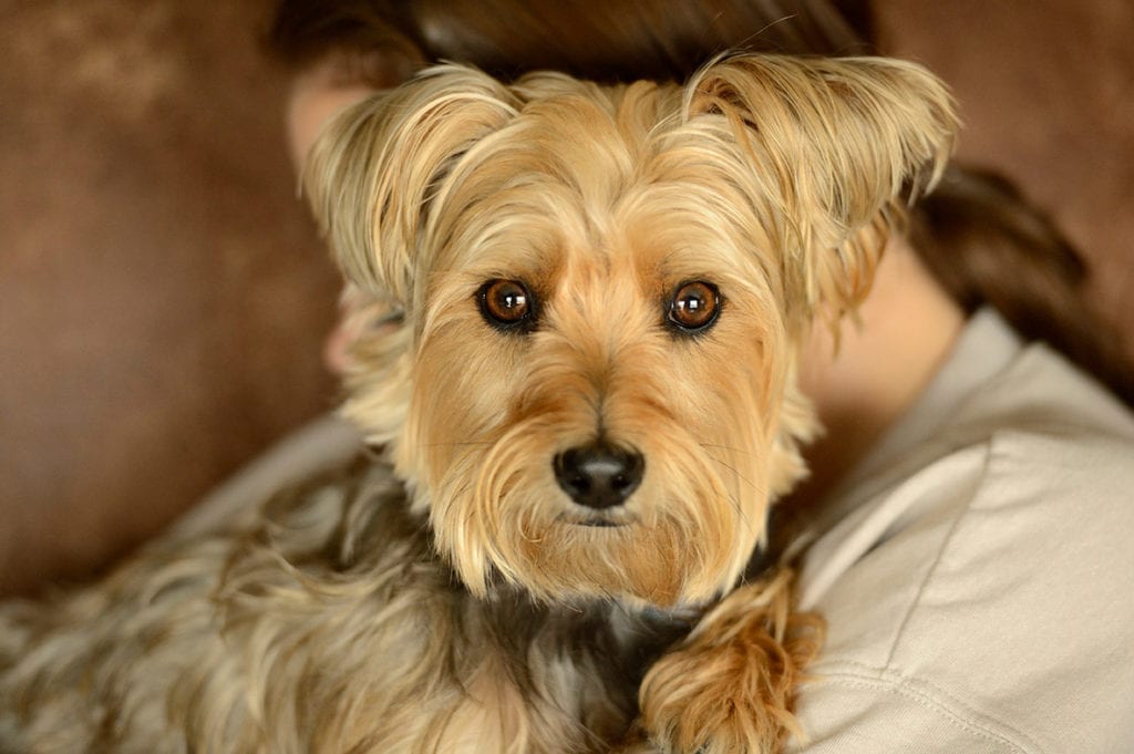 kredsløb princip Opstå 18 Yorkshire Terrier Mixes (With Pictures) | Pet Keen