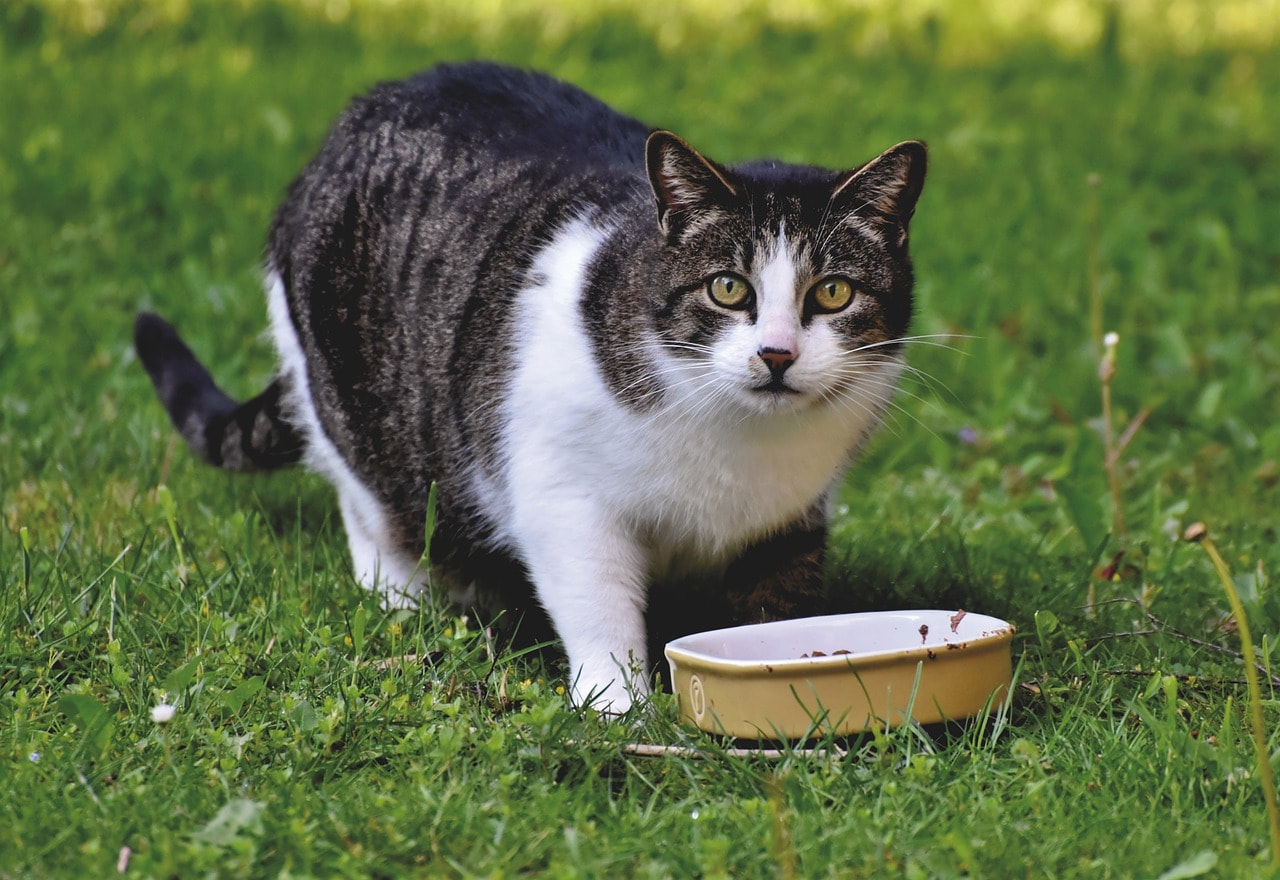 cat eating outdoor
