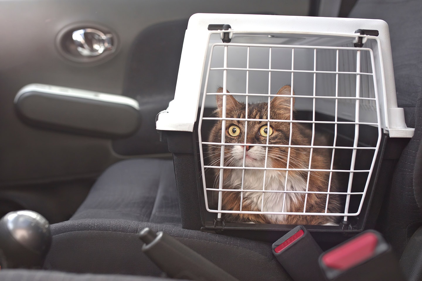 कार के अंदर एक वाहक में बिल्ली