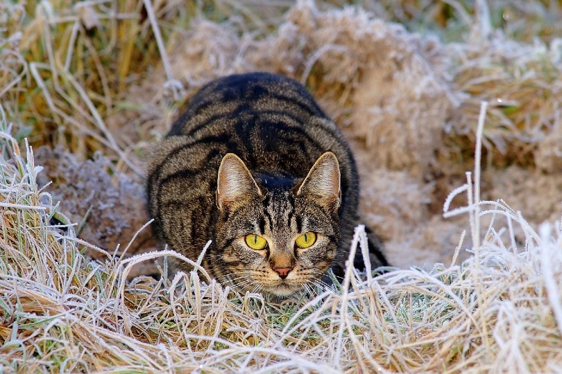 cat in hunting position