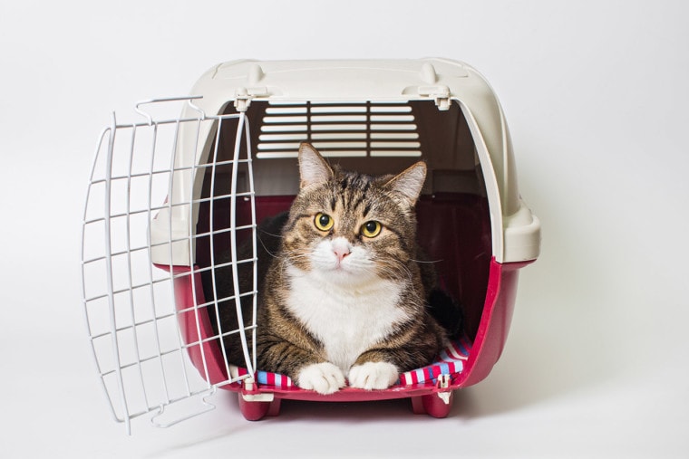 cat inside a carrier