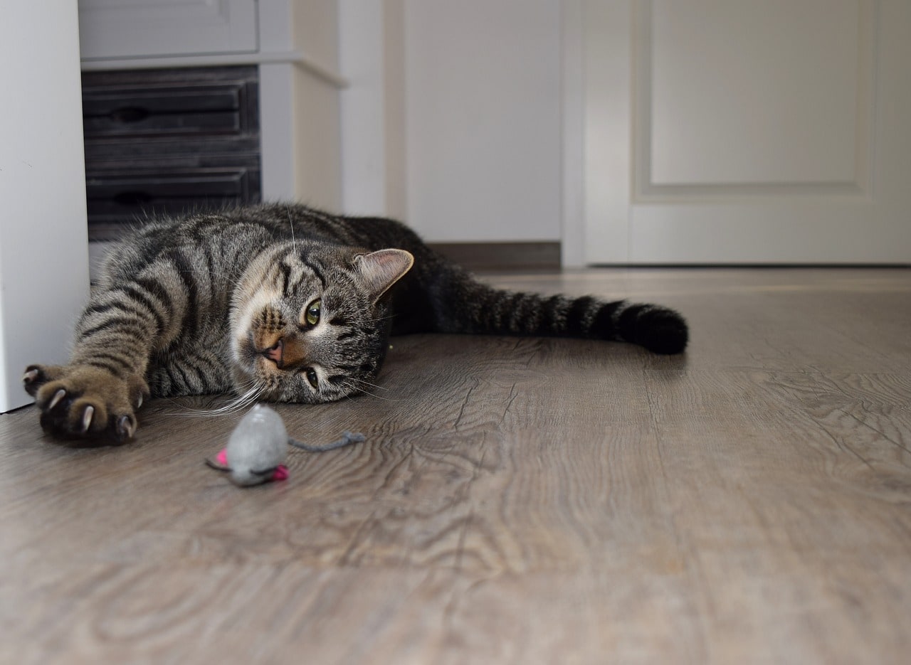 Как отучить кошку клянчить еду:12 эффективных советов