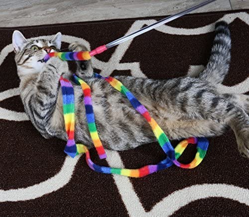 cat rainbow charmer