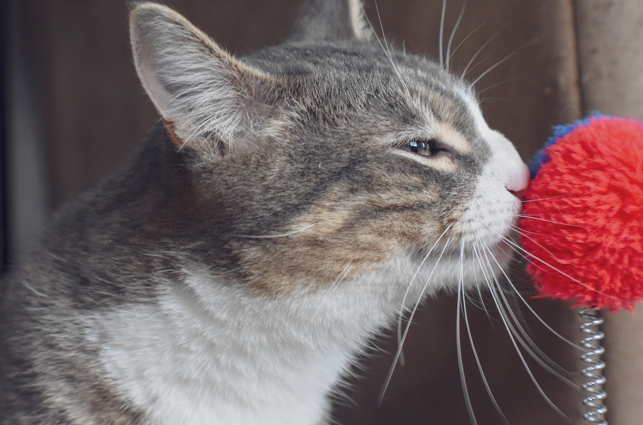 11 odori che piacciono ai gatti (e altri no!)