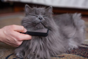 Long haired grey cat being combed happy human