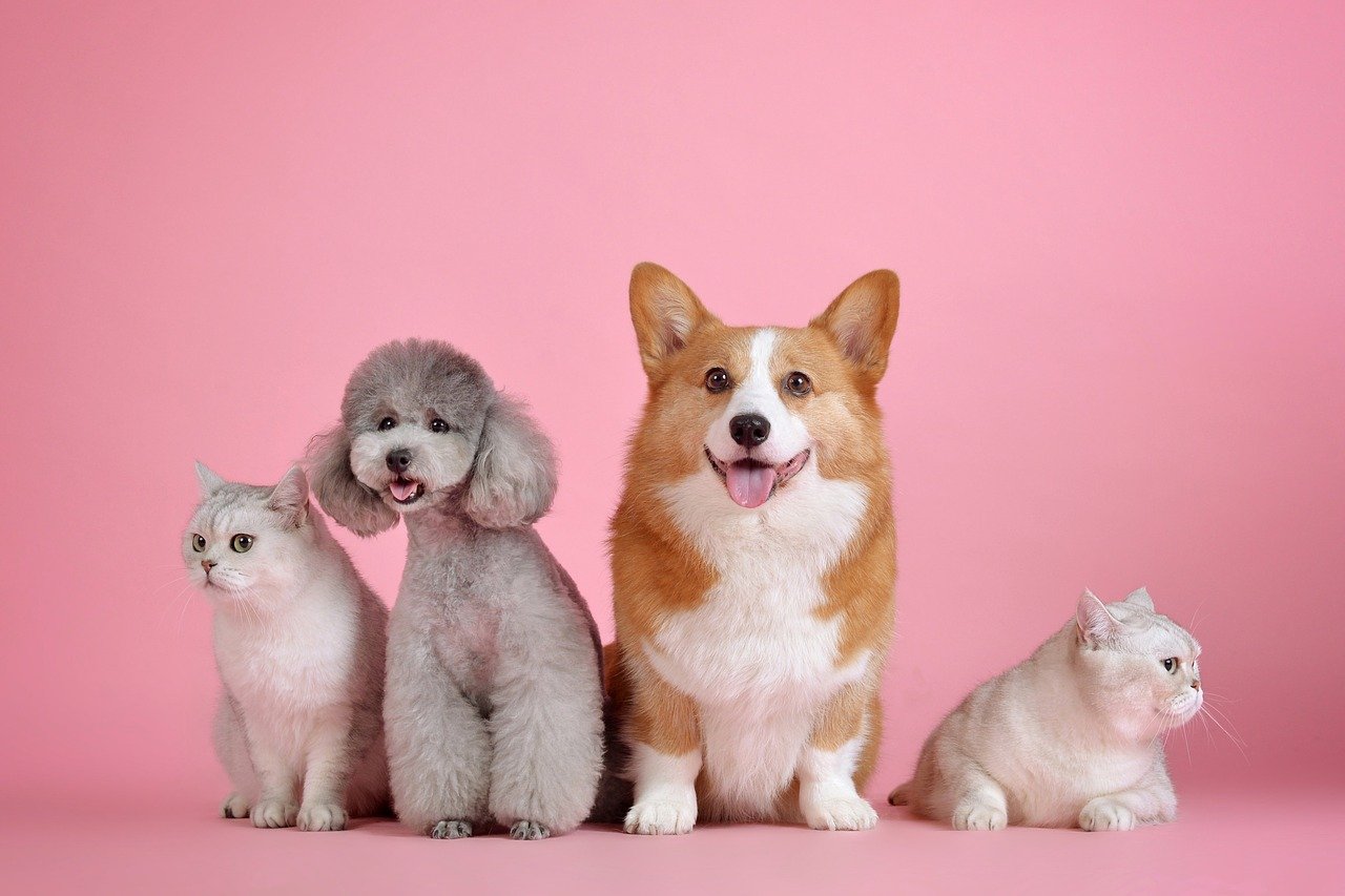 cats and dogs in pink background