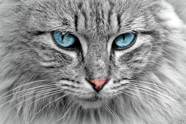 cat's blue eyes
