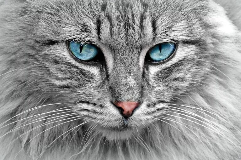 Cats Blue Eyes 768x512 