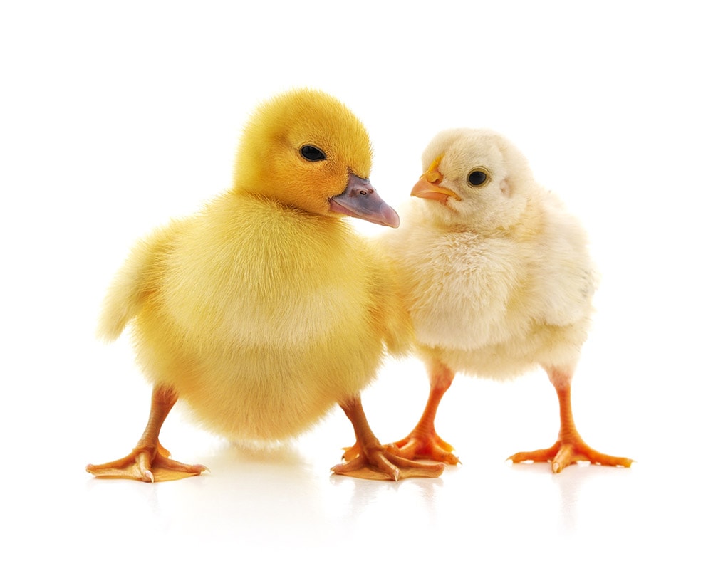 chick and duckling