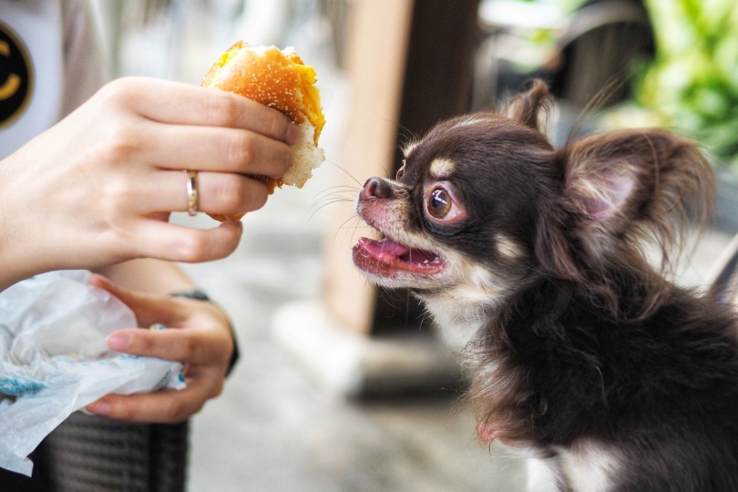 chihuahua dog breed eating human food