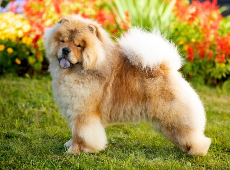 chow chow dog in the garden
