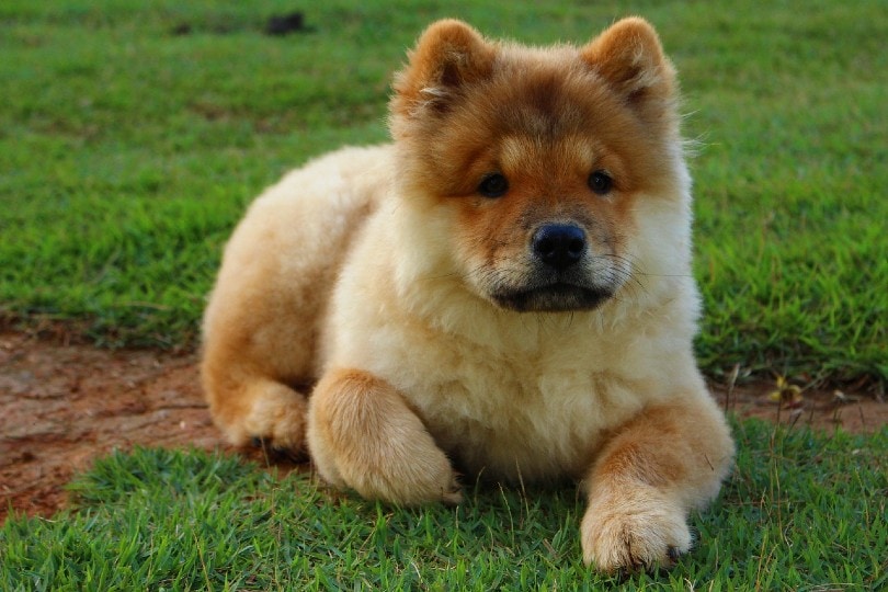 chow chow puppy lying outdoor