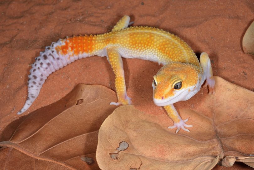 close up tangerine leopard gecko