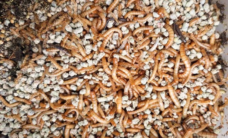 colony of Mealworms