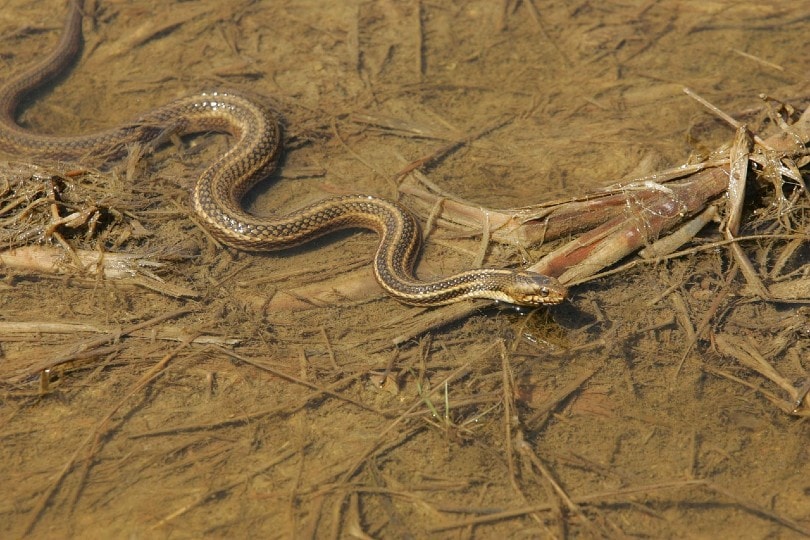 Garter Snake Morphologies and Colors (2023) common garter snake