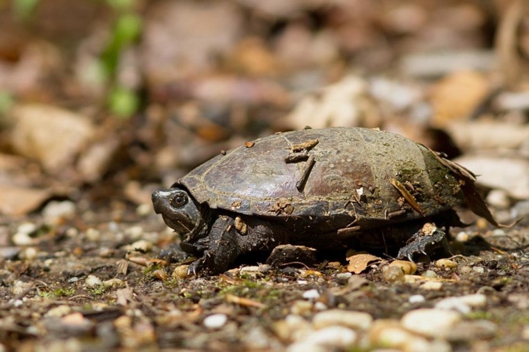 Common Musk Turtle on the ground