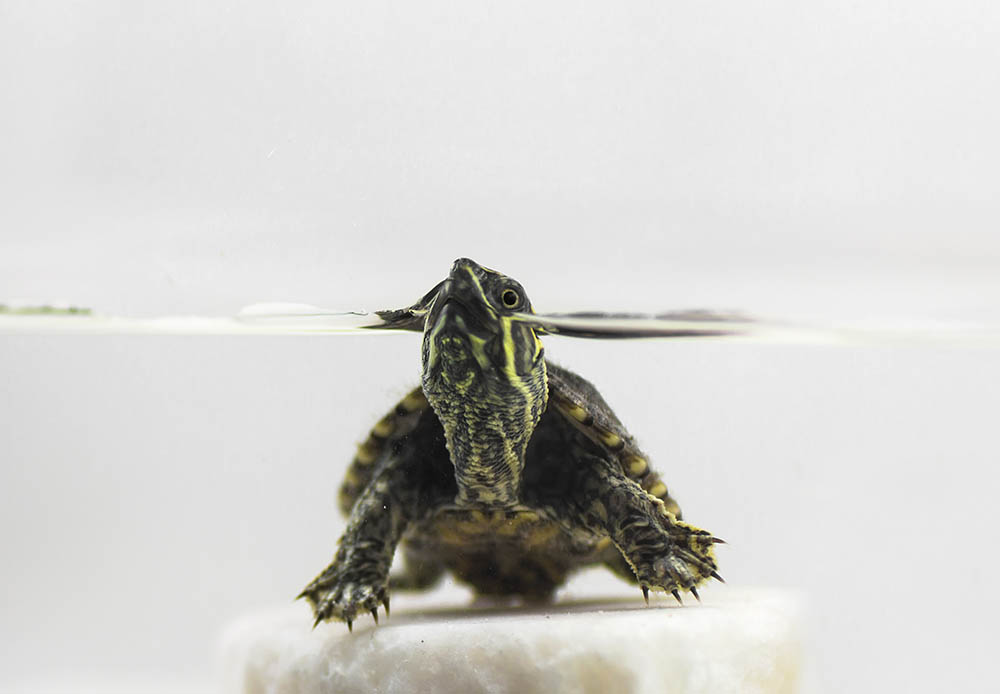 Common Musk Turtle on the water