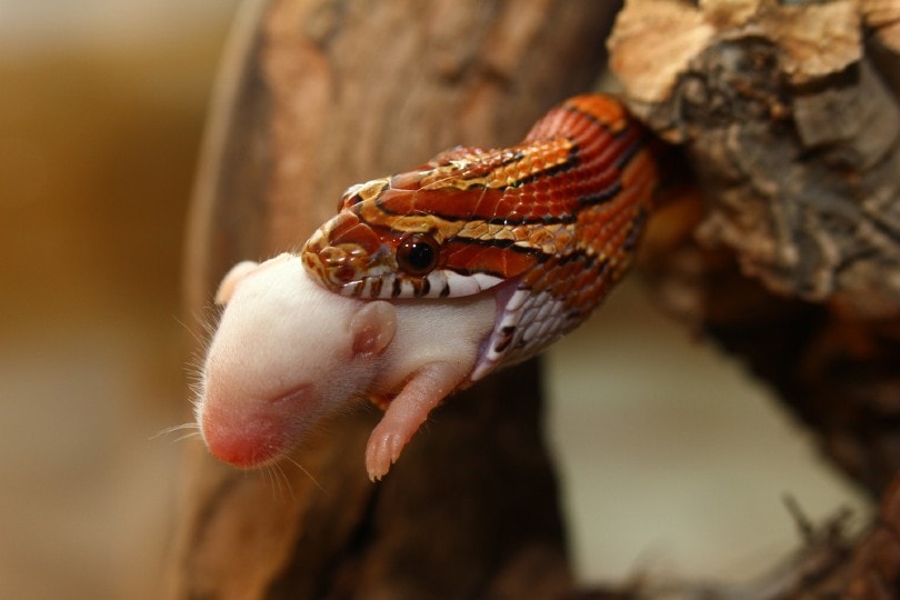 corn snake eats mouse