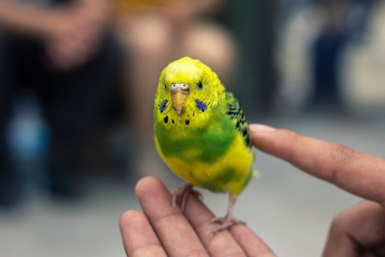 yellow budgie on owners fingers