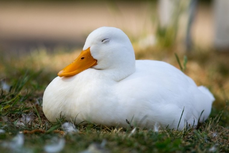 duck sleeping on grass