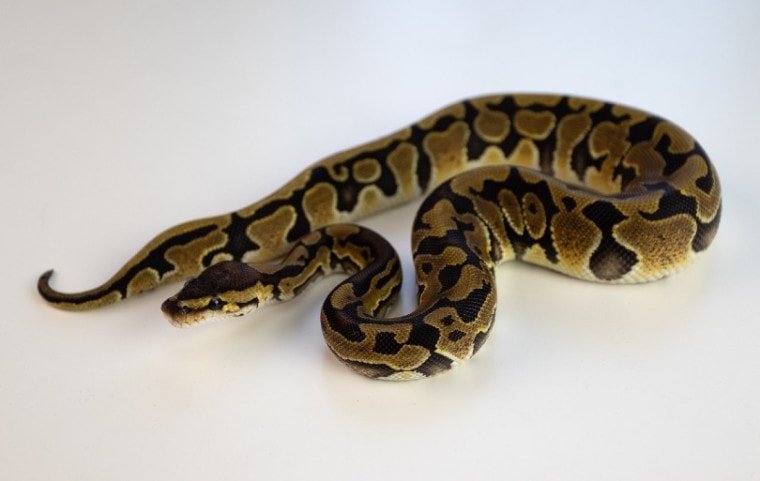 enchi ball python in white background