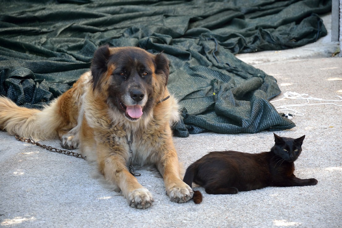 Estrela Mountain Dog and a cat