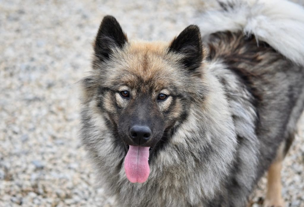 Eurasier Dog Breed Guide: Info, Pictures, Care & More! | Pet Keen