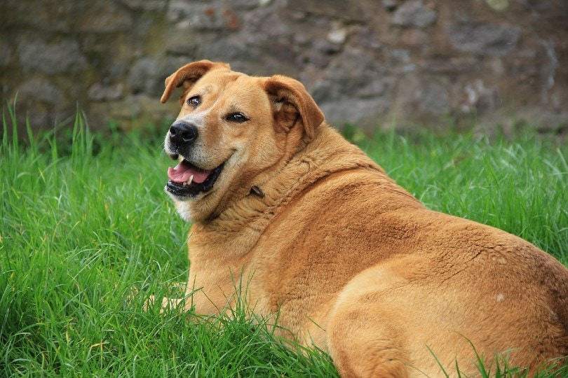 घास पर लेटा हुआ मोटा सुनहरा कुत्ता