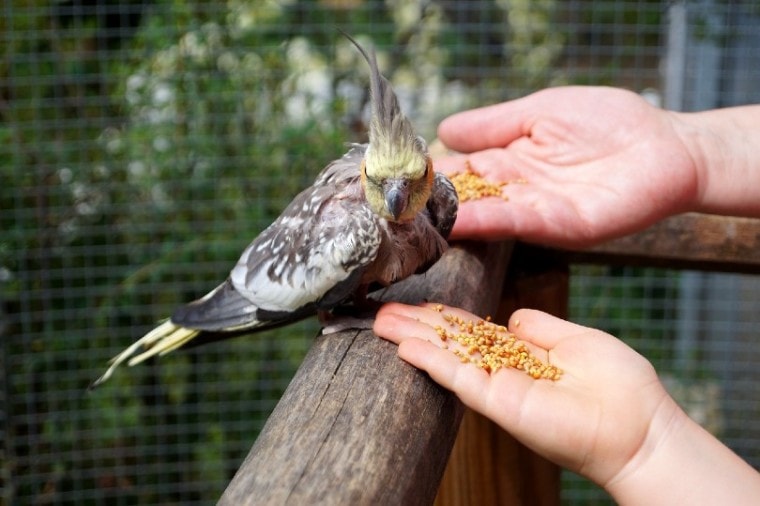 feeding a cockatiel