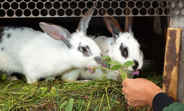 feeding two male rabbits