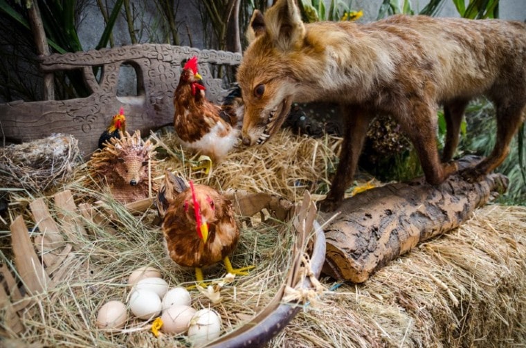 fox hunting chickens