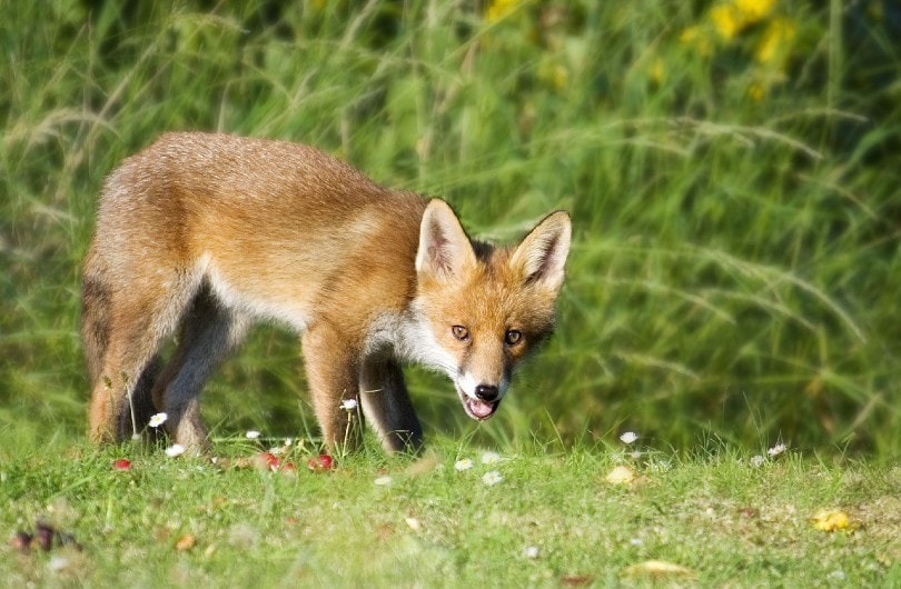 fox lurking