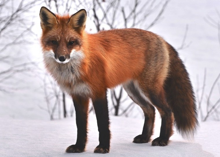 fox standing on snow