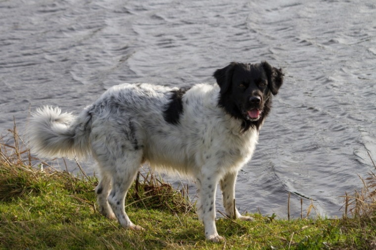 frisian water dog_Max Jongkoen_Shutterstock
