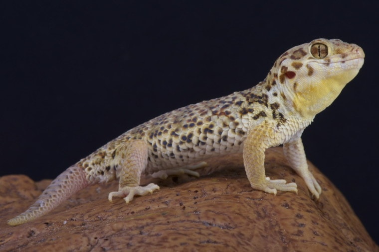 frog eyed gecko