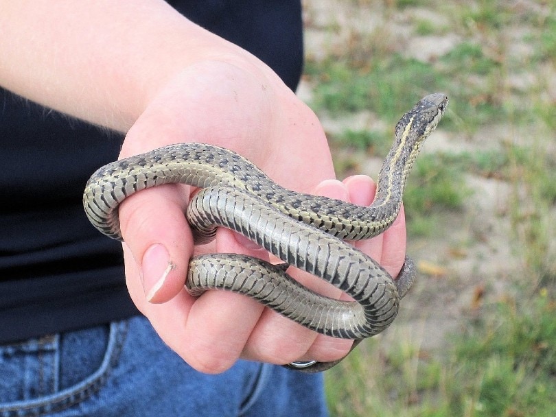 подвязочная змея в руках мужчины