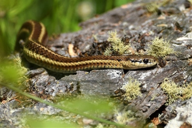 garter snake in the forest