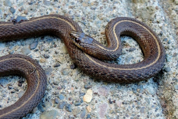garter snake on a big rock