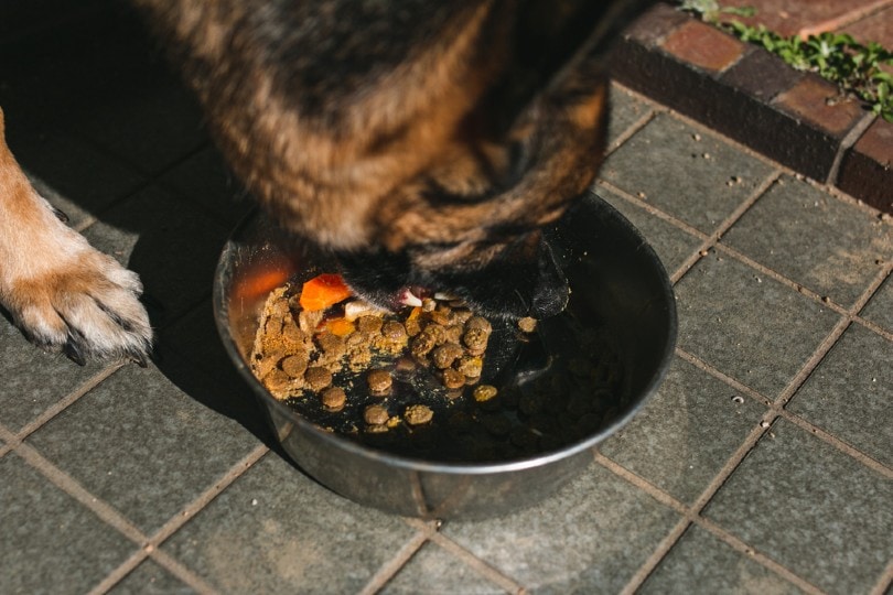german shepherd eating out of a dog bowl
