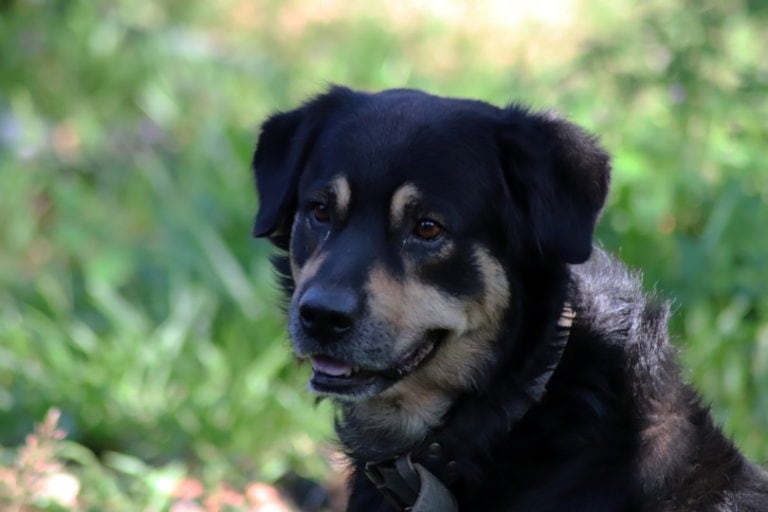 Rottweiler German Shepherd Mix: Guide, Info, Pictures, Care & More ...