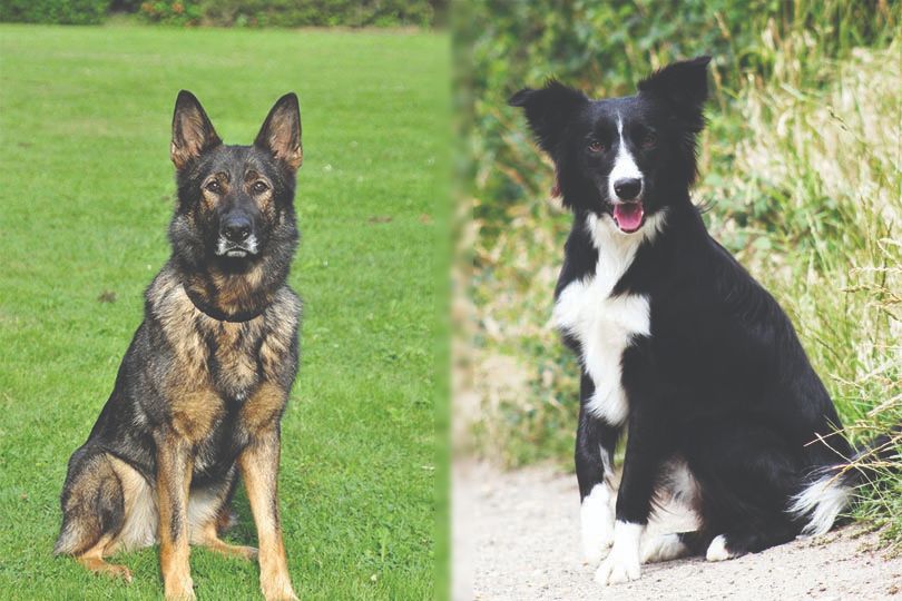 how big do border collie german shepherd mix dogs get