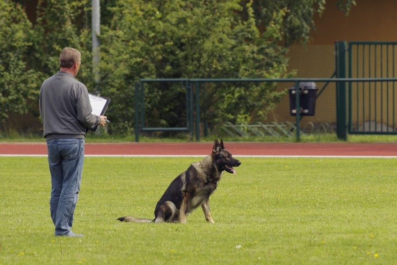 german shepherd with trainer
