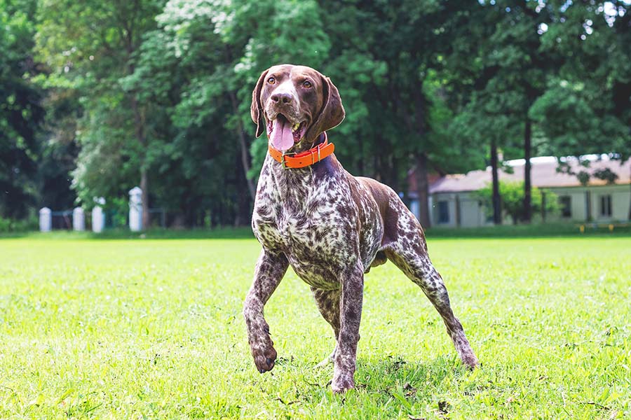 German shorthaired dog on the lawn