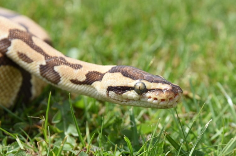 ghost corn snake in grass