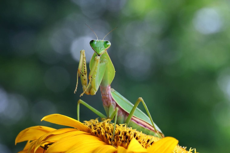 giant shield mantis on a sunflower