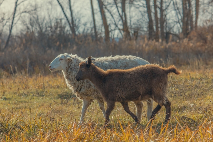 Can You Keep Sheep and Goats Together? | Pet Keen
